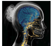 Craniofacial Oral Dental Complex