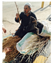 Miswak Being Sold