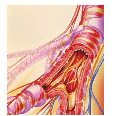 Oral Microbiome