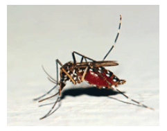 Zika Virus Mosquito