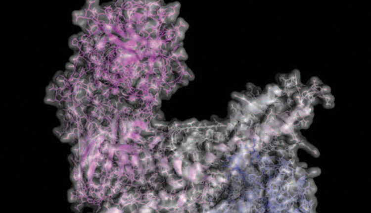 Botulinum neurotoxin (BoNT)