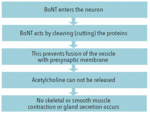 Therapeutic is of botox