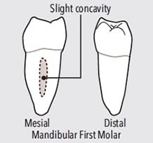 First molar teeth