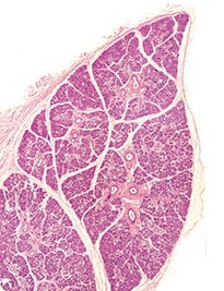 Human submandibular gland