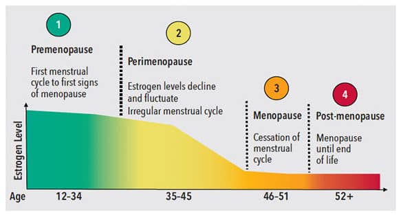 Stages of Menopause