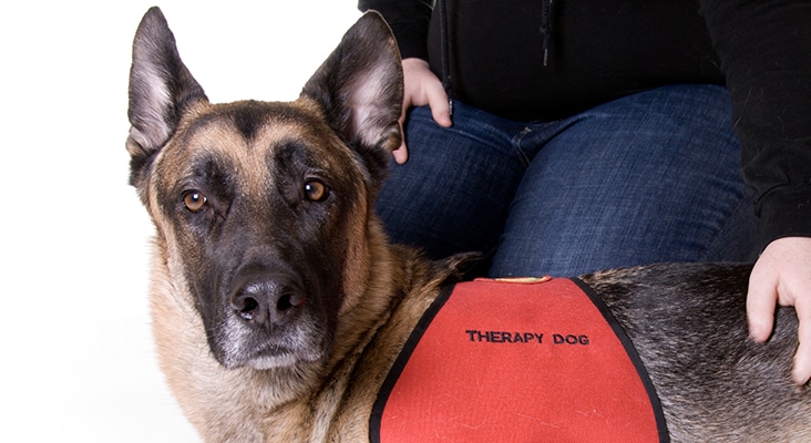 Therapy dog