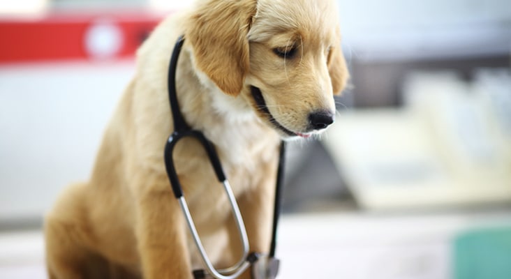 sick puppy wearing stethoscope