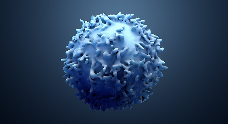 3d lymphocyte