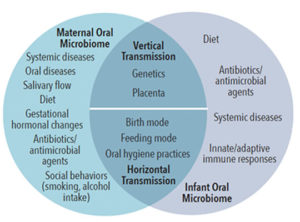 Maternal and infant oral microbiomes