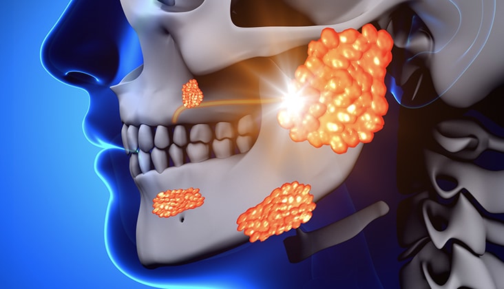 Salivary Gland Diversity Starts Early Dimensions Of Dental Hygiene