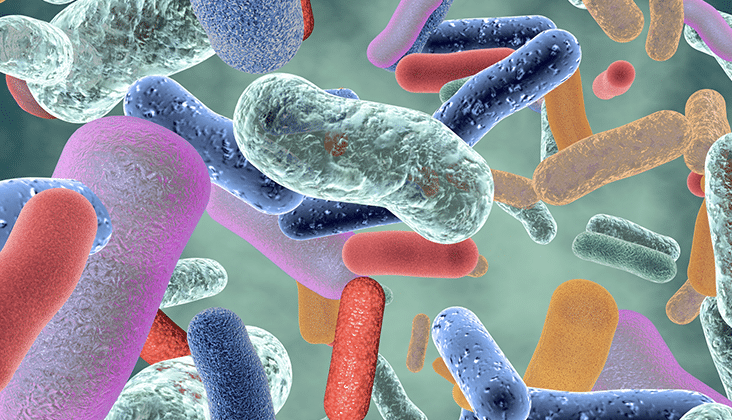 Beneficial healthy intestinal bacterium micro flora.