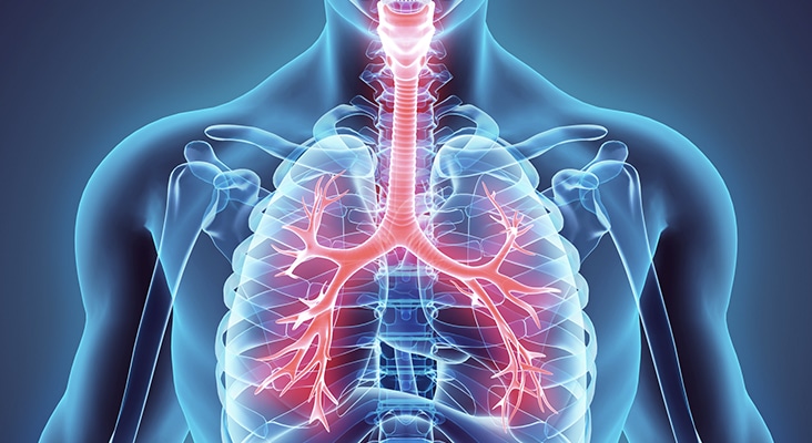 3D illustration of Larynx Trachea Bronchi.