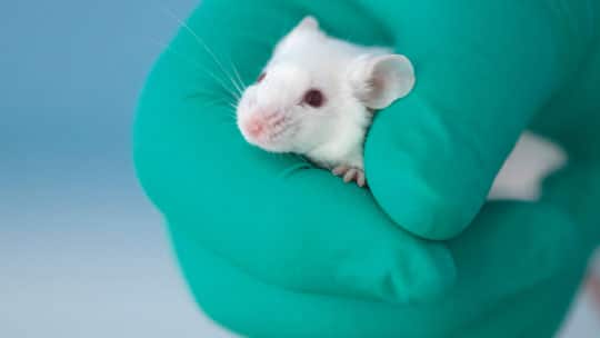 Mouse being held by a researcher