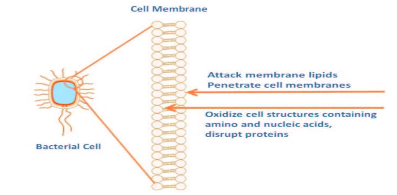 Cell membrane
