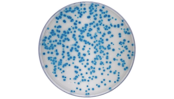 DNA polymerase error rate determination