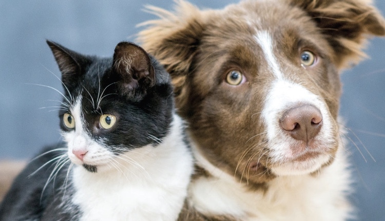 tartar cat and dog chart