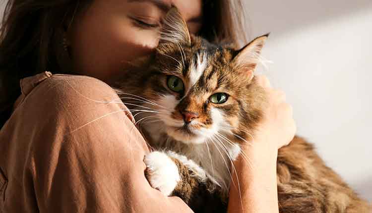 Portrait of beautiful and fluffy tri colored tabby cat at home, natural light.