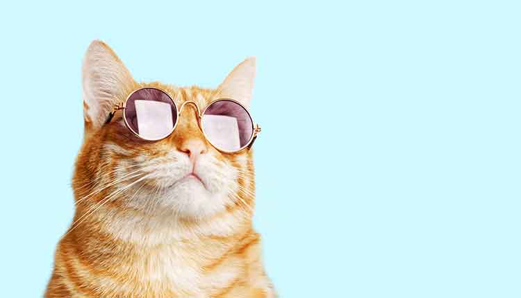 Closeup portrait of funny ginger cat wearing sunglasses isolated on light cyan