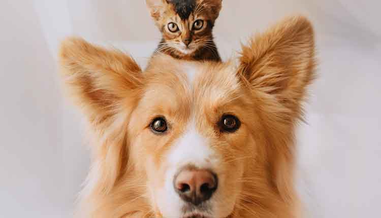 happy mixed breed dog posing with a kitten on his head