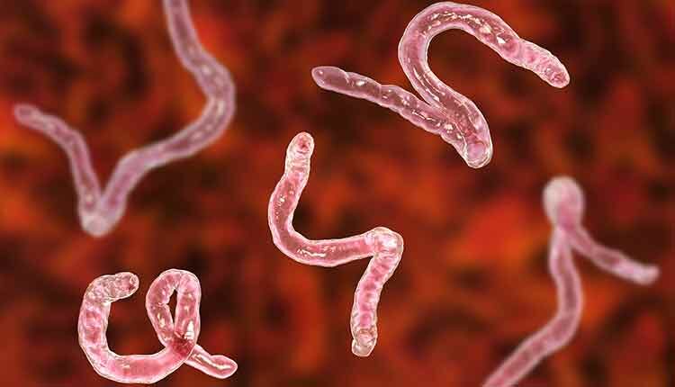 Parasitic hookworm Ancylosoma
