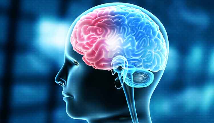 graphic of the human brain