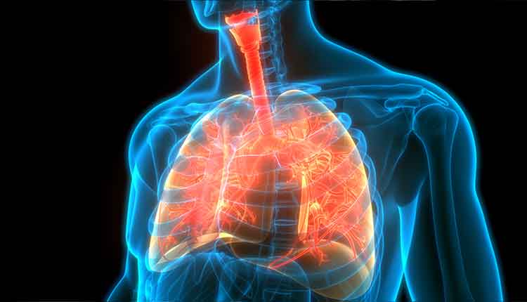 Human Respiratory System Lungs Anatomy