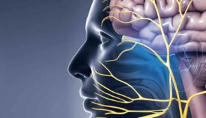 Graphic of the human brain and nerves in mouth