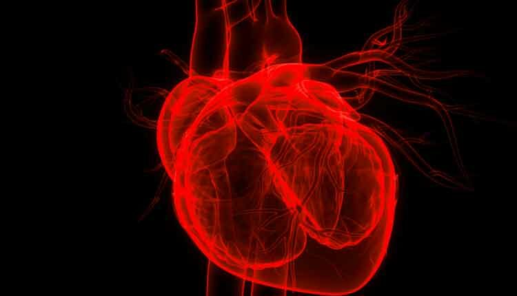 Human Internal Organs Circulatory System Heart Anatomy