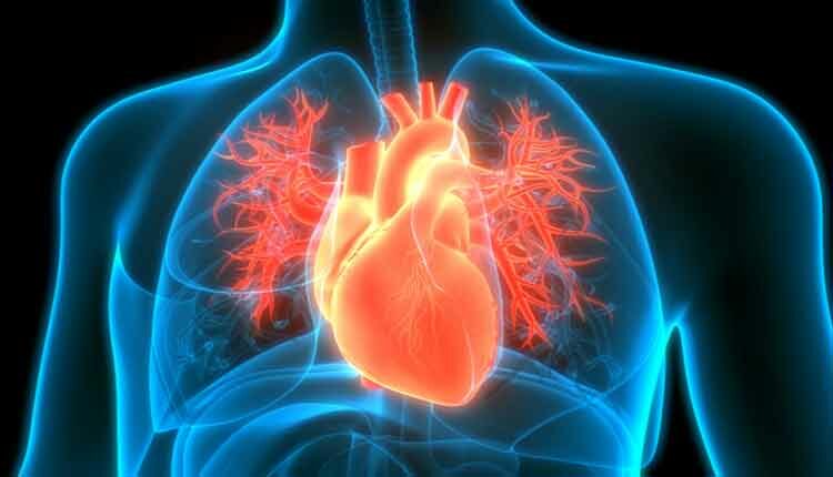 Human Circulatory System Heart Anatomy -