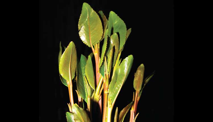 khat