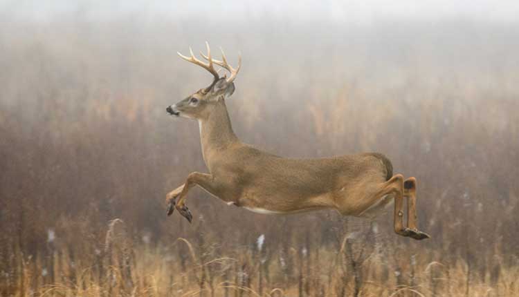 Jumping buck on foggy morning