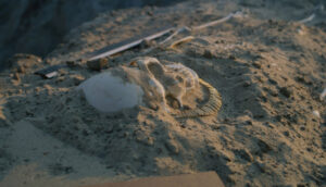 Human skeleton on digging site