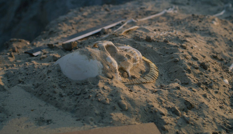 Human skeleton on digging site