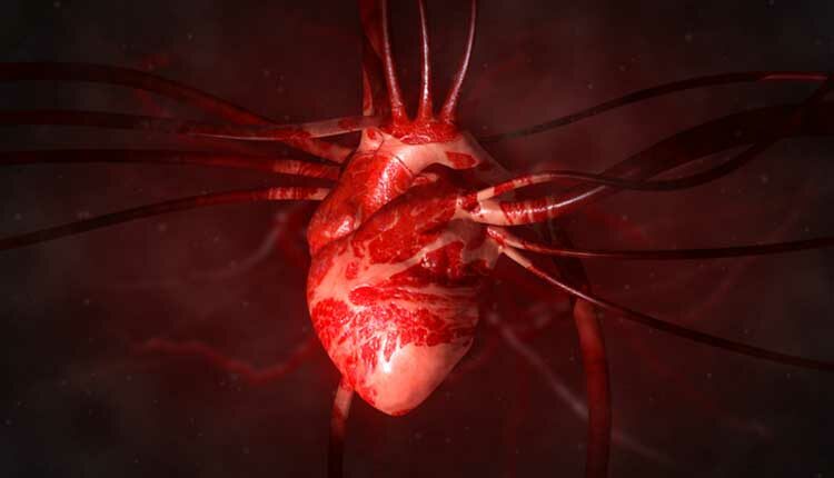Heart with arteries and veins