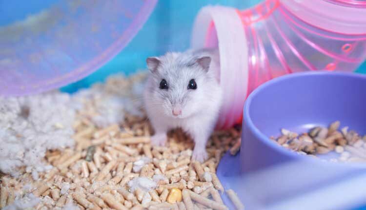 Dzungarian hamster in a multicolored cage with a wheel