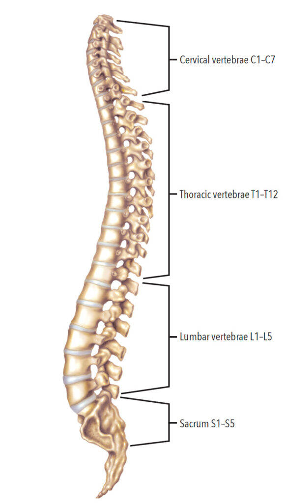 Caring for the Patient with a Spinal Cord Injury - Dimensions of Dental ...