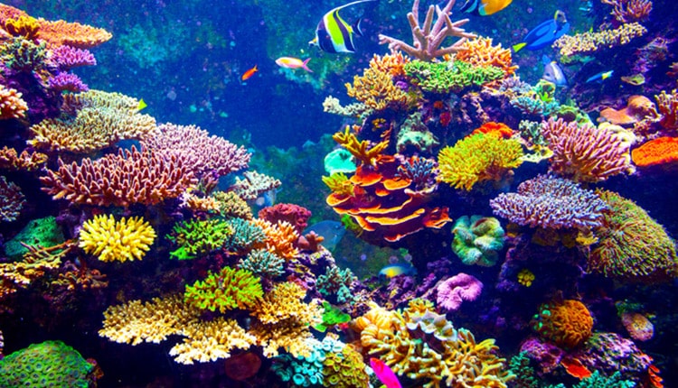 Coral Reef and Tropical Fish in Sunlight.