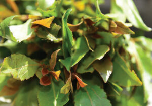 FIGURE 2. Individuals in East Africa and the Arabian Peninsula often chew khat leaves, which are stimulants. The bitterness of the plant often encourages users to consume sugar or sugary beverages to combat the taste, which raises the risk for tooth decay.