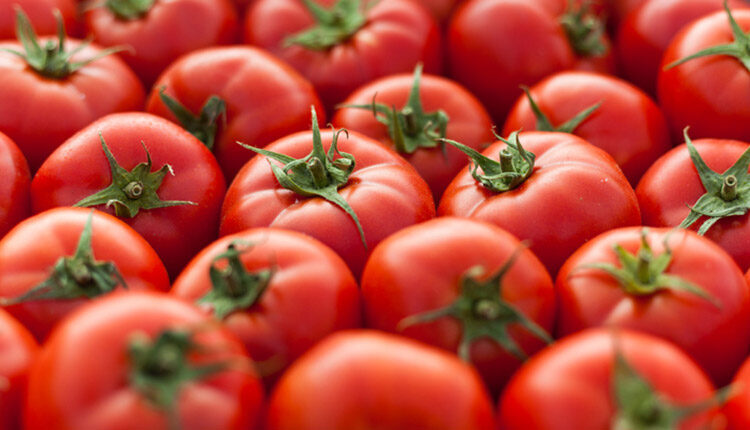 tomatoes
