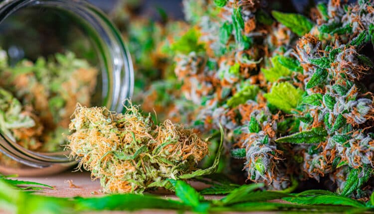 close up of marijuana