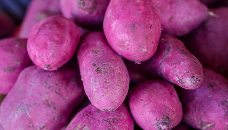 purple-yam