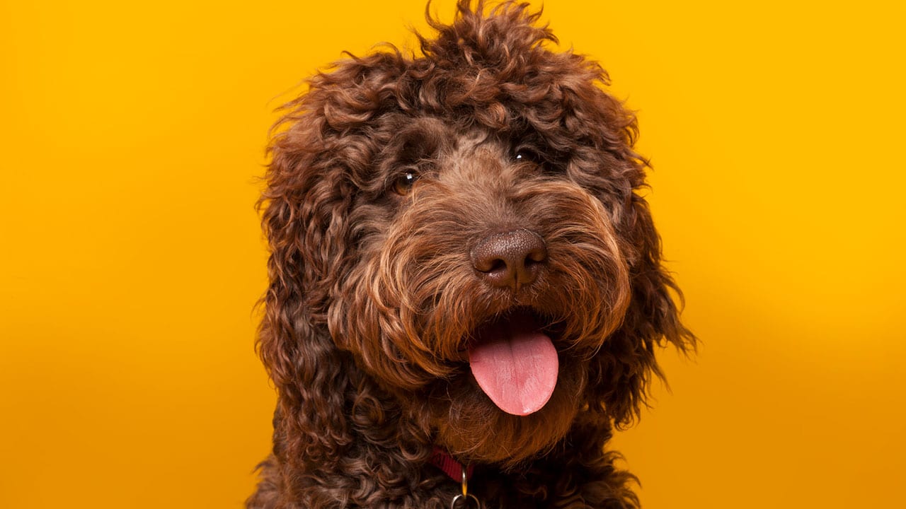 Quelling Dental Anxiety With Canine Touch - Dimensions of Dental Hygiene