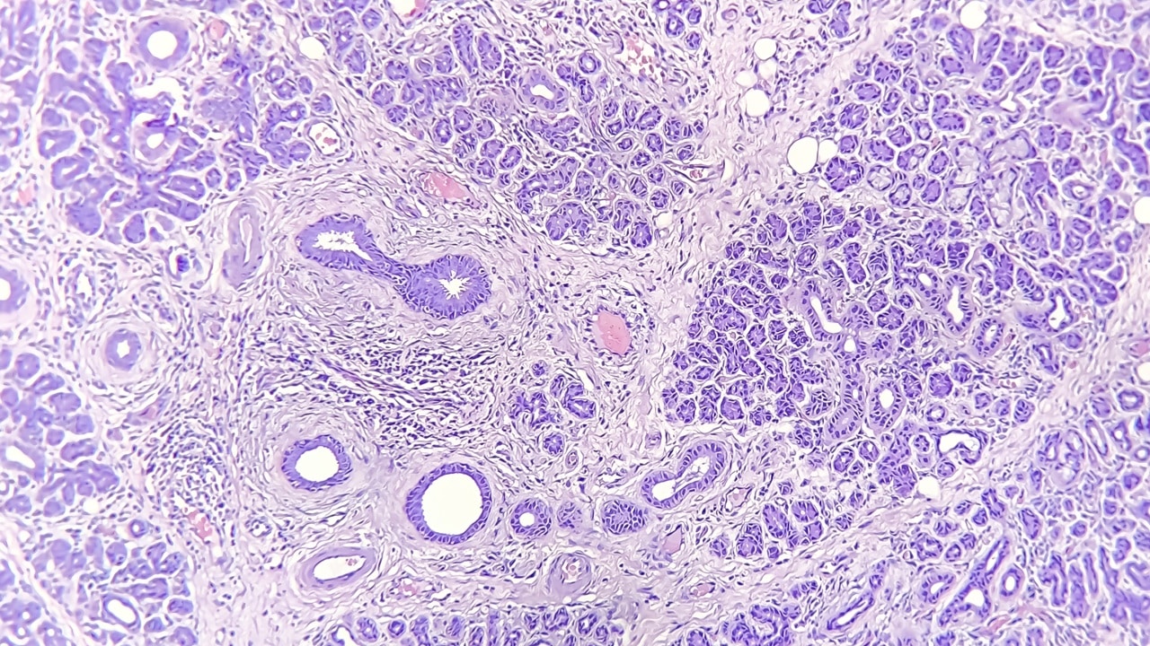 Microscopic view of stained salivary gland tissue