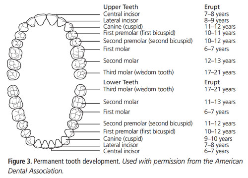 Managing the Developing Occlusion - Dimensions of Dental Hygiene | Magazine