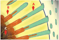 Dentinal Hypersensitivity